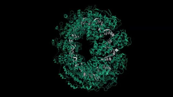 狂犬病病毒核蛋白-RNA复合物的晶体结构