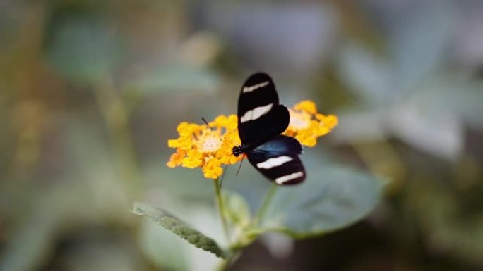 黄野花上的安提阿长翅蝴蝶