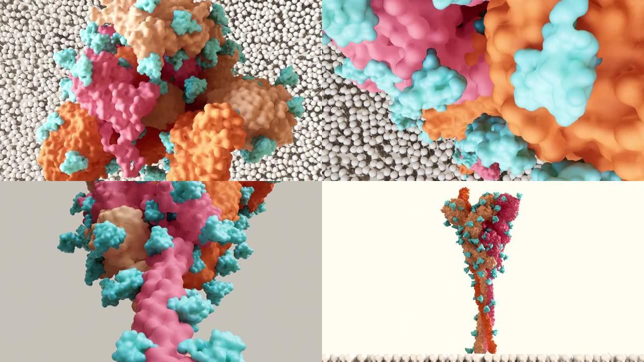 SARS-CoV-2刺突蛋白聚糖屏蔽 (蓝色) 阻止宿主免疫反应。
冠状病毒结构。