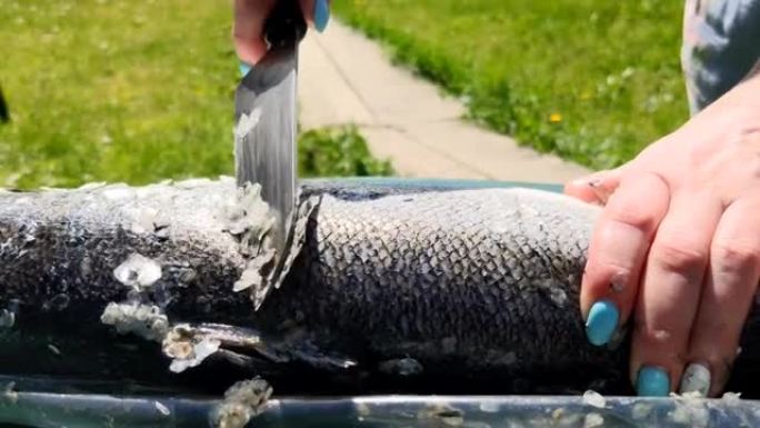 一名妇女在自然光下用刀在自然界中清洗鲑鱼鳞片