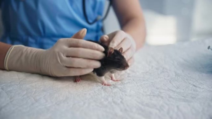 动物护理，女兽医在医疗办公室亲切地抚摸小老鼠，特写