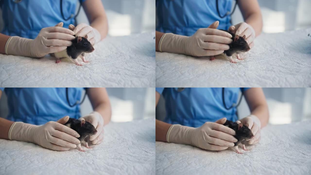 动物护理，女兽医在医疗办公室亲切地抚摸小老鼠，特写