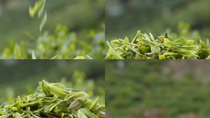茶叶 贵州绿茶