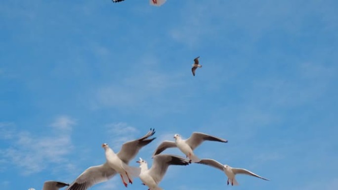 海鸥和信天翁以慢动作和尖叫声在天空中翱翔，蓝天中飞鸟的特写视频，4k 60p