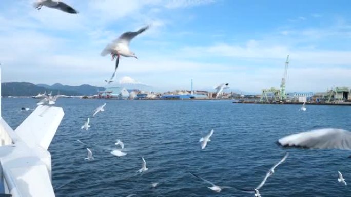 从日本清水港的一艘观光船喂养海鸥群