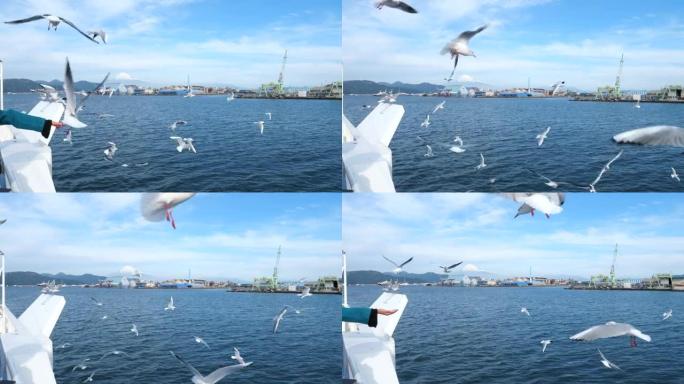 从日本清水港的一艘观光船喂养海鸥群