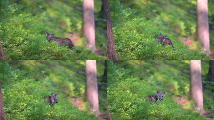 早晨日出时，年轻的美洲狮 (Puma concolor) 美丽而危险地在北美森林的岩石之间穿过树林。