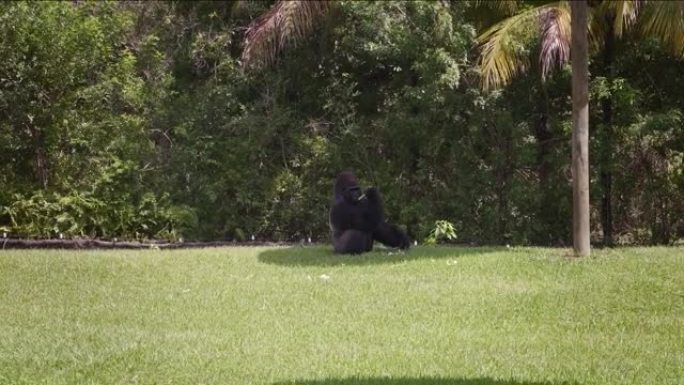 雄性大猩猩坐在地板上，在野生动物保护区吃蔬菜