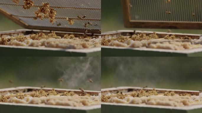 慢动作-抽完蜜蜂后打开蜂箱，慢动作关闭