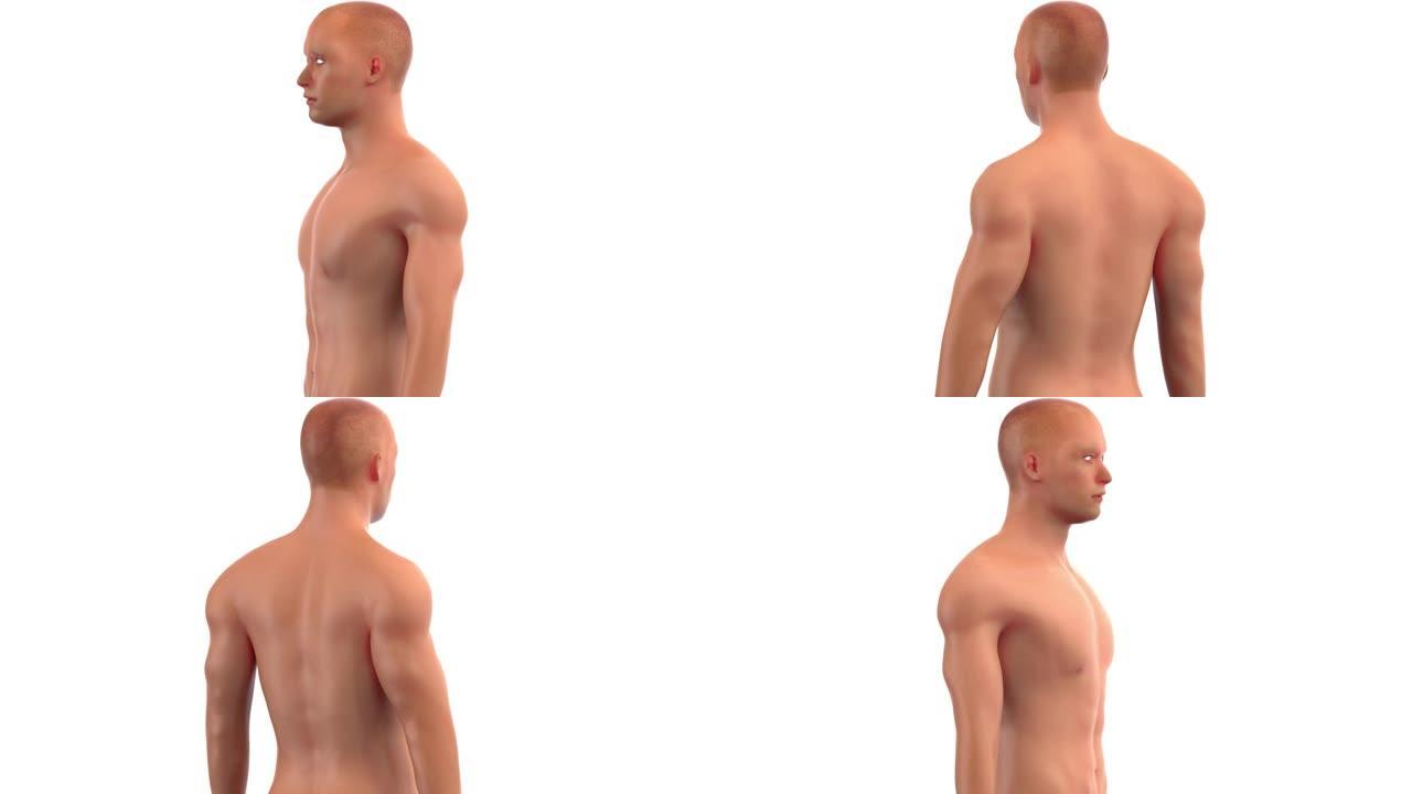 人体男性肌体解剖动画概念
