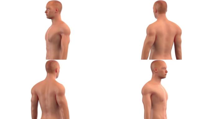 人体男性肌体解剖动画概念
