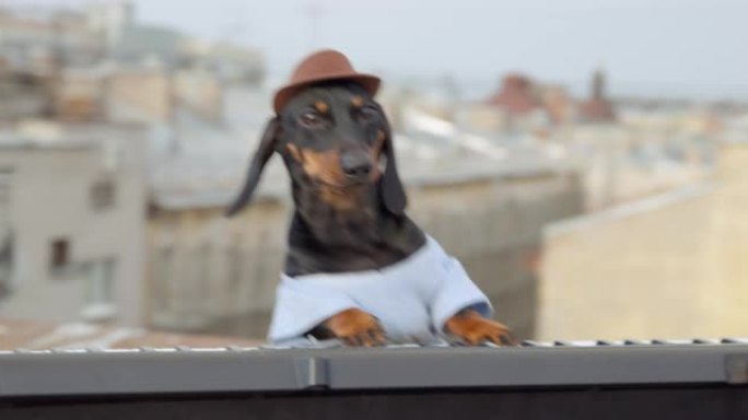 穿着牛仔宽边帽的令人敬畏的腊肠犬小狗正在屋顶上做一点户外果酱训练。听话的狗正在熟练地演奏合成器，相机