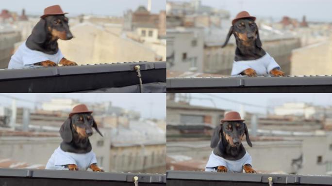 穿着牛仔宽边帽的令人敬畏的腊肠犬小狗正在屋顶上做一点户外果酱训练。听话的狗正在熟练地演奏合成器，相机