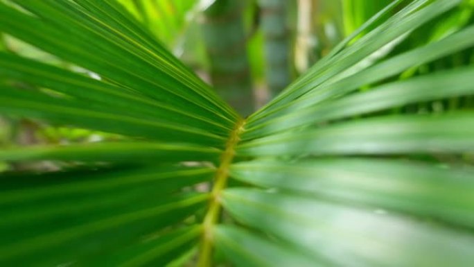 热带椰子棕榈叶在阳光下摇曳