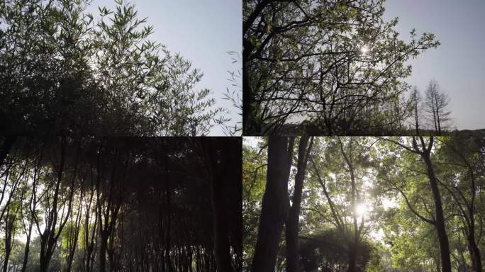 太阳透过缝隙 树林 树木 大树 绿色植物