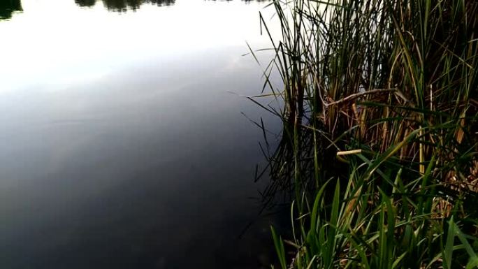 从河岸到水面的景色。芦苇不断生长的河岸。河岸边安静的傍晚日落。生长在河岸上的植物和模糊水面上的天空反