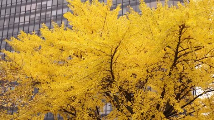 秋天，在一座高大的黑色高层建筑前，拍摄了一棵明亮的黄色银杏树的照片。