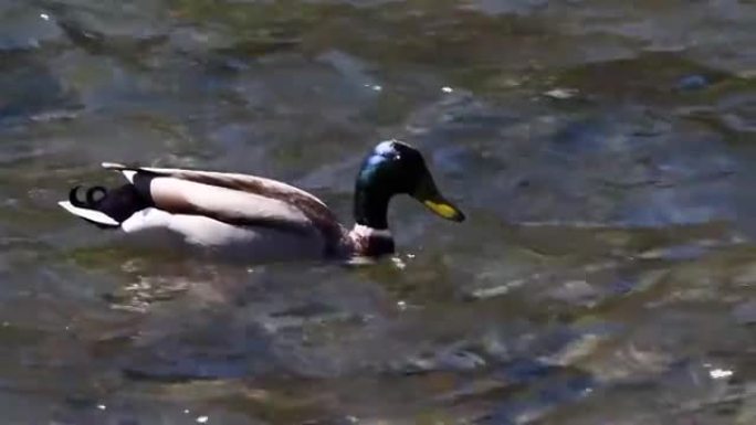 野鸭在水中