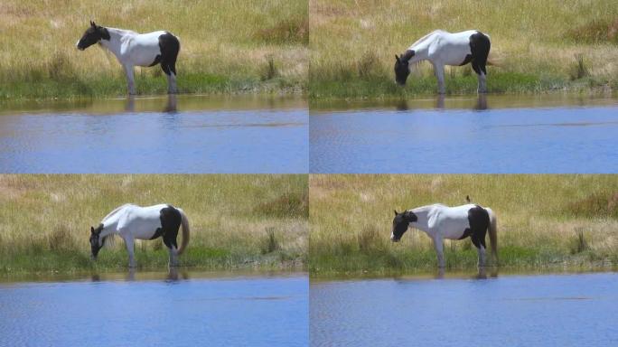 马在池塘边喝酒