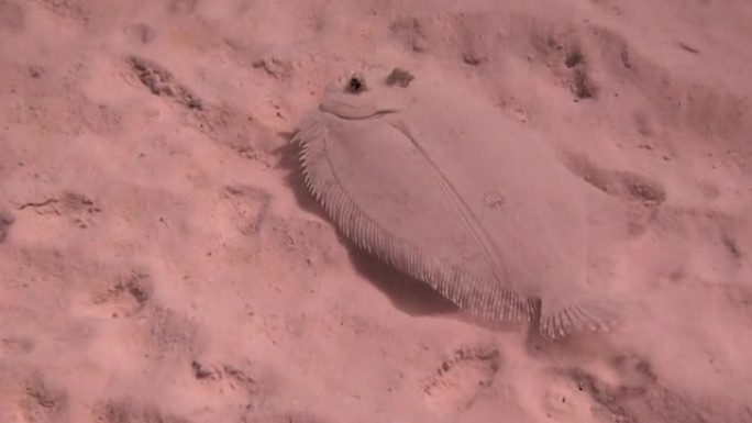 沙子里的孔雀比目鱼