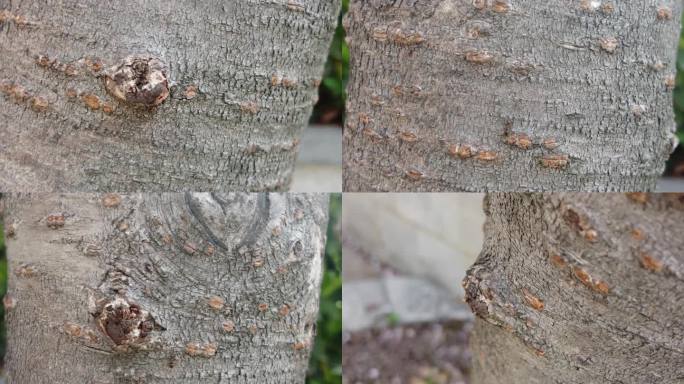 树上蚂蚁