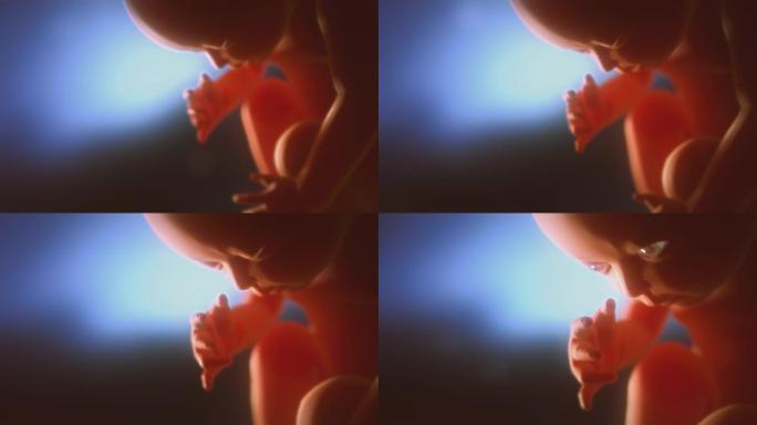 人类胎儿睁开眼睛。蓝色背景的子宫里的孩子。