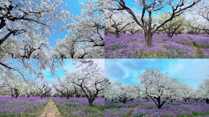 宿迁三台山梨花兰花高清实拍视频特别篇