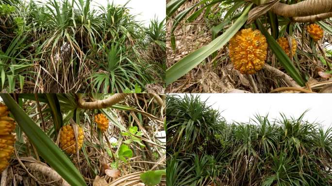 海南海岸野菠萝树