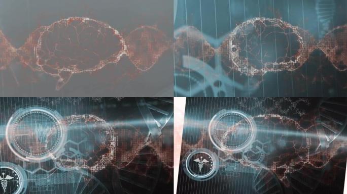 dna链和人脑在范围扫描上旋转的动画