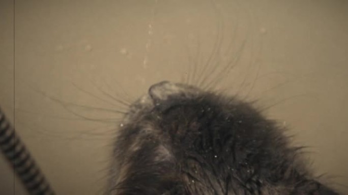 灰猫喝自来水旧货损坏16毫米电影模仿拍摄
