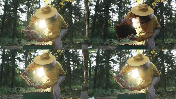 早晨，太阳在森林中升起，一个穿着黄色防护服的男人护理蜜蜂，去除蜡框，评估产生的蜂蜜量，昆虫的工作