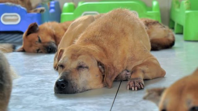 孤独的流浪狗躺在庇护所的地板上，忍受着饥饿的悲惨生活，无家可归。动物庇护所概念