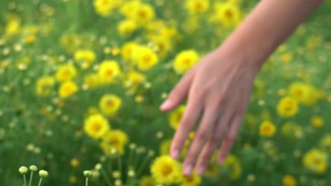 女人手触摸菊花。蜜蜂采蜜菊花动物生物昆虫