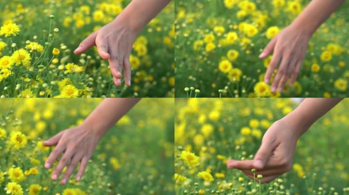 女人手触摸菊花。蜜蜂采蜜菊花动物生物昆虫