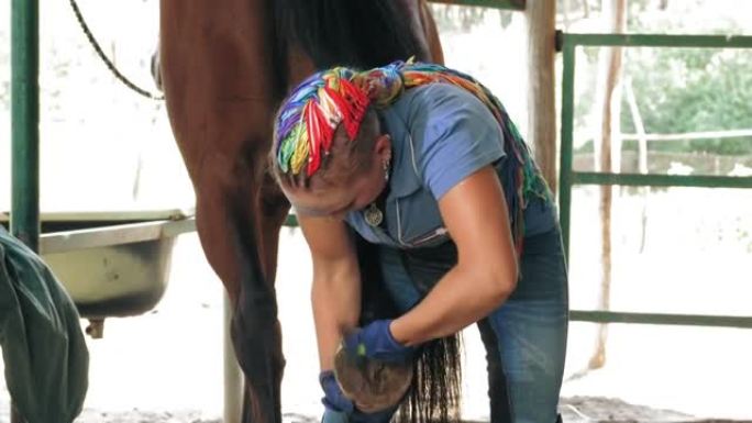 马护理。马stable。女人用蹄镐清洁马蹄，在马stable中刮掉马蹄上的污垢和干草。照顾宠物。梳理