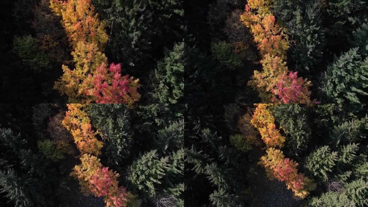 秋季彩色无人机视频Savsat艺术文土耳其