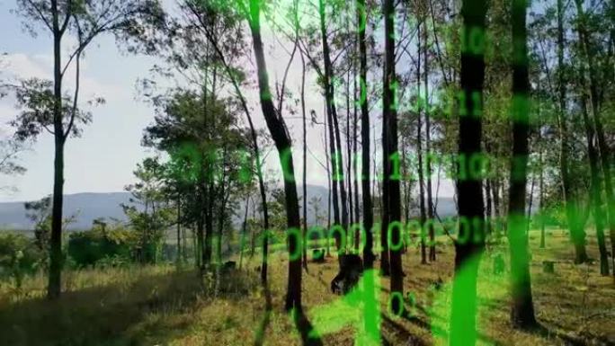 桉树森林。森林砍伐柜台。桉树森林的未来二进制代码。