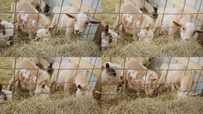 几只山羊在谷仓里吃干草，从摊位的篱笆后面拿食物