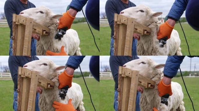 绵羊被电动推土机割伤。剪羊毛是切断羊毛羊毛的过程。成年绵羊每年被剪一次。