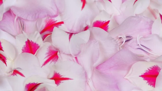 白色粉红色剑兰背景的花瓣。微距拍摄