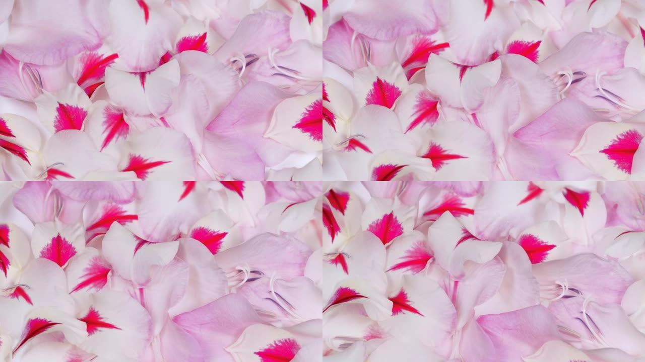 白色粉红色剑兰背景的花瓣。微距拍摄