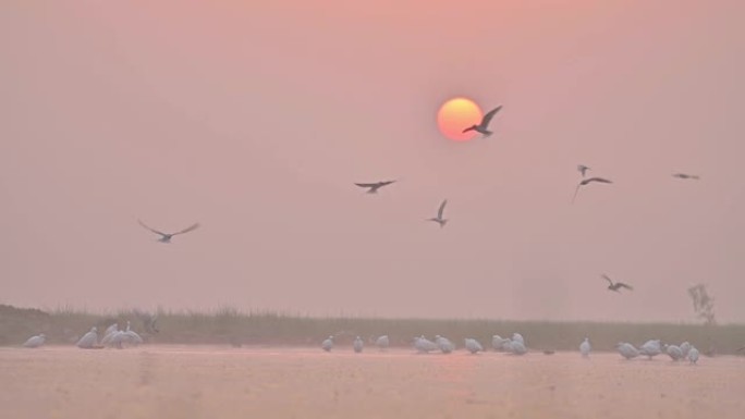 日出中的燕鸥狩猎
