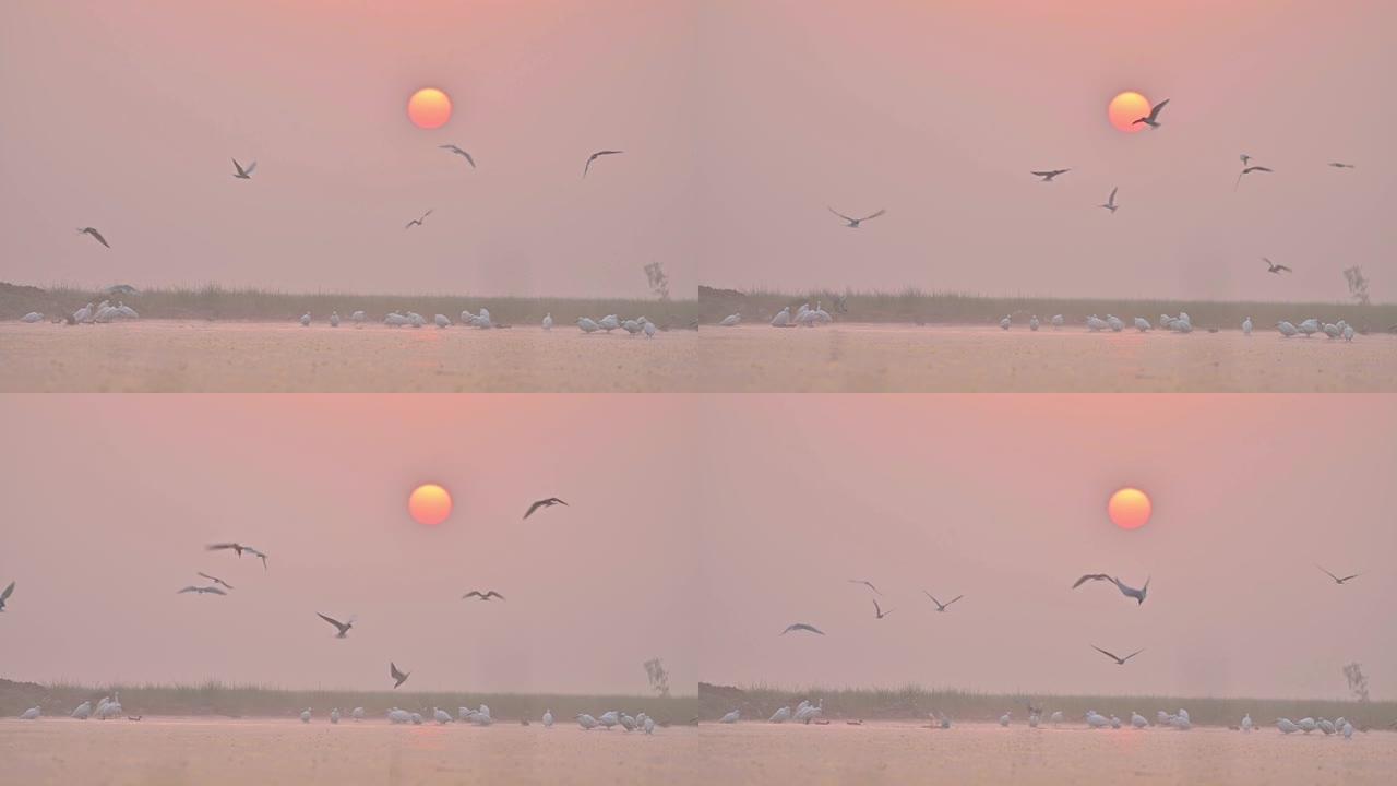 日出中的燕鸥狩猎