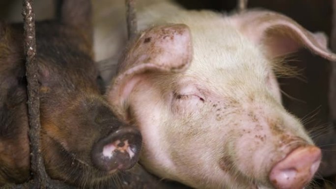 两只肮脏的肥猪在农场马厩休息。