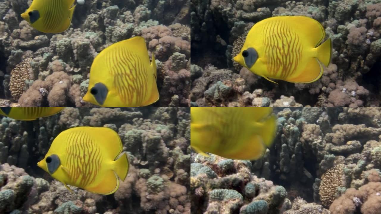 热带珊瑚礁水下五颜六色的异国蝴蝶鱼。