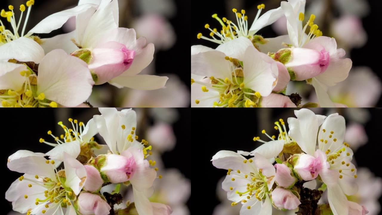 杏仁花盛开在黑色背景下的4k视频中。缩小春天梅花的视频。