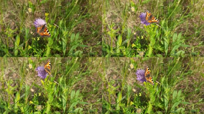 视频蝴蝶荨麻疹在草地上喝花蜜