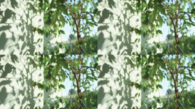 绿色树叶在白色表面的反射。自然阴影覆盖在墙壁背景的纹理上。抽象4k模糊视频背景