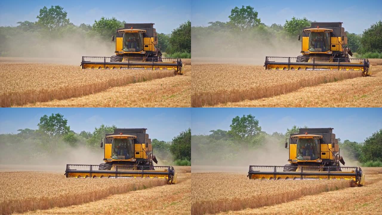 现代联合收割机修剪黄麦小穗。巨大的收割剪切割金小麦。机器后面扬起了尘土。