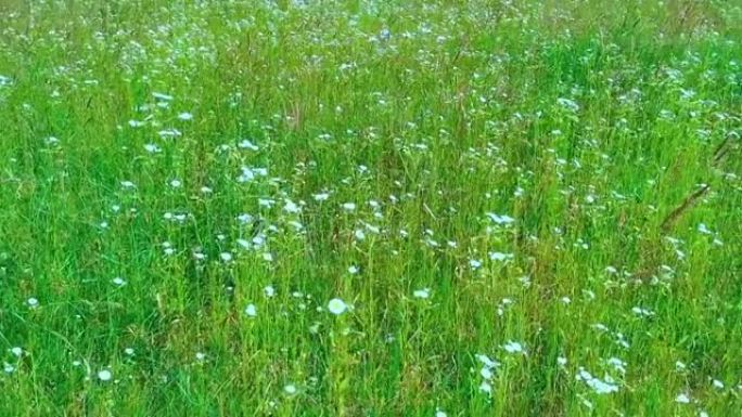 黛西·弗莱巴内在夏季绿地。春天草地上的小白色灯盏花